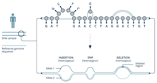 Graph Genome