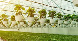 what is uv resistant greenhouse plastic