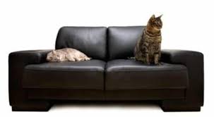 Keep in mind that cats scratch to mark their territory. Ø®Ù„Ù‚ Ø¬ÙŠÙ…Ø³ Ø¯Ø§ÙŠØ³ÙˆÙ† Ù…Ø³Ø¯Ø³ How To Prevent Cats From Scratching Leather Sofa Designedbysea Com