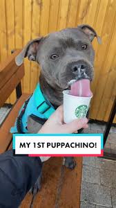 My first puppachino!🥰#puppachino #bluestaffy #bluestaffies #staffieso... | TikTok