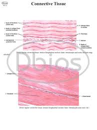 Histology Charts For Classes Not Masses
