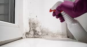 tips for removing mold and mildew from