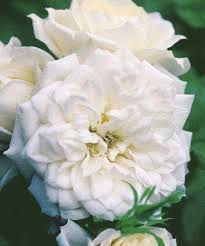 monrovia white bridal sunblaze rose