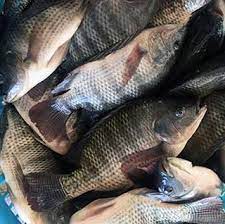 tilapia fish nutrition facts and health