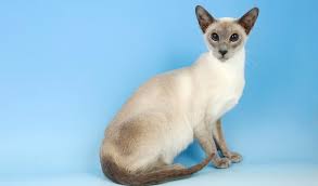 Some colors include gray, blue, chocolate, lilac, and cream. Siamese Cat Breed Information
