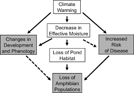 Climatic Change And Wetland Desiccation Cause Amphibian