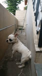New cream color french bulldog puppies. Kv Dog Farm Home Facebook