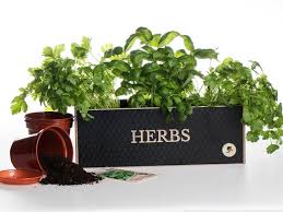 Indoor Herb Planter Kit