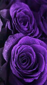 hd purple rose wallpapers peakpx