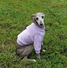The italian greyhound is gentle, reserved, sensitive, and are often timid with strangers. Italian Greyhound Lightweight Shirt Lavender