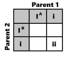 It is named after reginald c. Punnett Squares And Heredity Patterns Guide For Hsc Biology