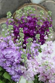 They are most commonly said to. A Bunch For The Weekend 77 Pink And Purple Stock Flowers Ingrid Henningsson Of Spring And Summer Spring Garden Flowers Purple Flowers Garden Stock Flower
