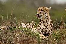 Cheetah Wikipedia