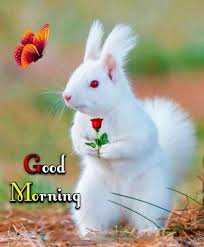You can send a hot cup of coffee or a warm kiss to perk up the day of your friends or loved ones through these cards. Good Morning Flowers Top 30 Good Morning Images Good Morning Images For Whatsapp Best Good Morning Images Good Morning Quotes Flowers Tn Leading Flowers Magazine Daily Beautiful Flowers For All Occasions
