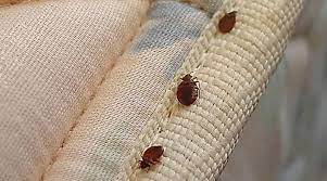 how to get rid of bed bugs in sofas