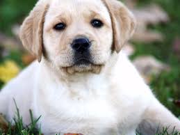The labrador retriever from newfoundland was used to work with fishermen, trained to work in the water to pull in the fishing nets and to retriever fish that came loose from the lines. Michigan Elite Labradors Puppies For Sale