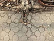 ¿Cómo evitar el crecimiento de las raíces de un árbol?