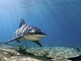 Shark Species Id The Bull Shark Album On Imgur