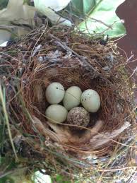 house finches serve as foster family