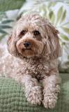 Cavapoo: Temperament, Training, Grooming, Nutrition, What to ...
