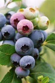  Is it possible to produce blueberries in Arkansas?