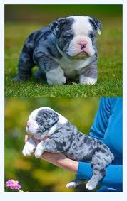 We have a beautiful blue brindle litter available. To People That Want To Start Blue Merle Bulldog But Are Affraid To Get Started Dog Breed