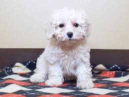 miniature poodle dog female cream white