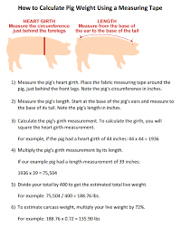 How To Calculate Pig Weight Using A Measuring Tape Pig