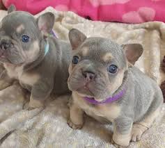 Our merle french bulldog puppies for sale always come with a one full year health. Lilac Puppy For Sale Buy Lilac French Bulldog Puppy Online Get A Healthy Black Boxer Puppy