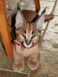 Kittens have been brought up in the family home so use to daily noise etc. Pet Caracal Kitten Cute Wild Animals Caracal Kittens Baby Caracal