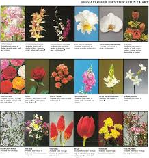Plant identification apps are useful tools for gardeners and not only. Pg 68 Rosie S Flower Shop Flower Identification Flower Catalogs Flower Identification Chart