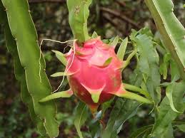 This is not fighting style: Pitaya Dragon Fruit Hylocereus Undatus