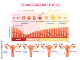 female ual cycle vector ilration