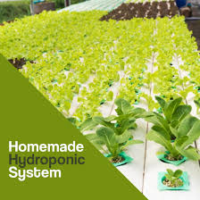 homemade hydroponic system apc pure
