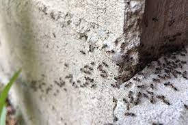 pourquoi j ai des fourmis dans la maison