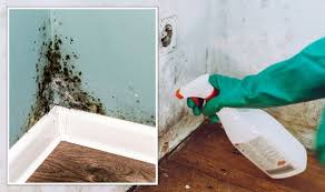 How To Remove Mould From Walls Without