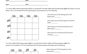 Make a key to show all the possible genotypes (and phenotypes) of this. Dihybrid Cross Word Problems Printable Hijaiyah Cute766