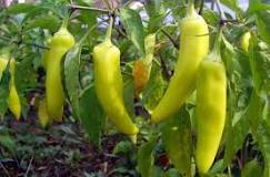 What is the difference between a banana pepper and a bell pepper?