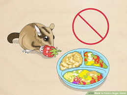 How To Feed A Sugar Glider 15 Steps With Pictures Wikihow
