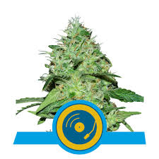 It is one of 113 identified cannabinoids in cannabis plants, along with tetrahydrocannabinol (thc). Joanne S Cbd Cannabissamen Royal Queen Seeds
