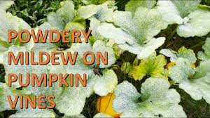 treat pumpkins for powdery mildew
