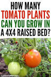 How many tomato plants can you put in a 4x4 raised bed?