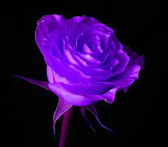 wallpaper purple rose​