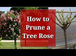 Tree Rose Pruning Rose Standard