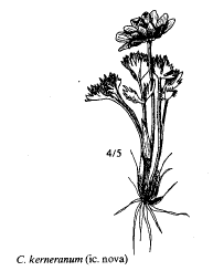 Sp. Callianthemum kerneranum - florae.it