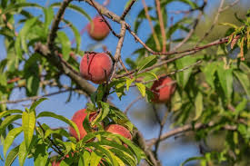 peach tree diseases how to treat them