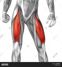 Upper limb trauma programme of extensor tendons are essential in the rehabilitation of these types of injuries. Concept Conceptual 3d Image Photo Free Trial Bigstock
