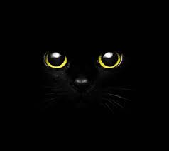 cute black cat eye wallpaper