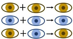eye colour activity be inspired