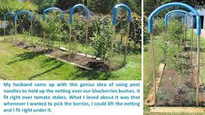 Berry Garden Blueberry Gardening